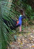 Southern Cassowary